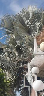 Graines de palmier Brahea Armata, Enlèvement