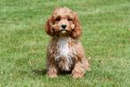 Cavapoo pups te koop, Dieren en Toebehoren, 15 weken tot 1 jaar, Overige rassen, Buitenland, CDV (hondenziekte)