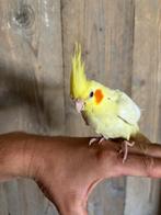 Valkparkiet tam Duitse kuif, Dieren en Toebehoren, Vogels | Parkieten en Papegaaien, Mannelijk, Parkiet, Geringd
