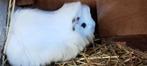 Cavia, Animaux & Accessoires, Rongeurs, Cobaye