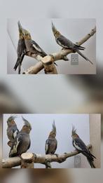 Valkparkieten EK 25 en Ek 24, Dieren en Toebehoren, Meerdere dieren, Parkiet, Geringd