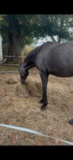 Kwpn hengt 2 jaar, Dieren en Toebehoren, Paarden, Springpaard, Gechipt, 0 tot 2 jaar, Hengst
