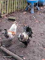 Gratis hanen, Dieren en Toebehoren, Pluimvee