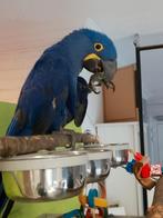 Jonge Hyacint Ara's met DNA en getest op alle ziektes, Dieren en Toebehoren, Meerdere dieren, Papegaai, Geringd