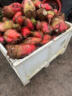 Voederbieten te koop, Zakelijke goederen, Landbouw | Veevoer, Ophalen