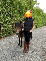 Mini shetlander hengst 1 jaar, Hengst
