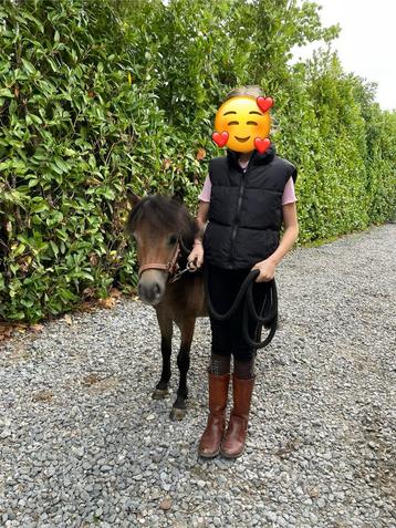 Mini Shetlander hengst 1 jaar beschikbaar voor biedingen