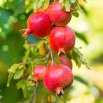 Punica granatum - Granaatappel, Tuin en Terras, Ophalen, Minder dan 100 cm, Overige soorten, Volle zon