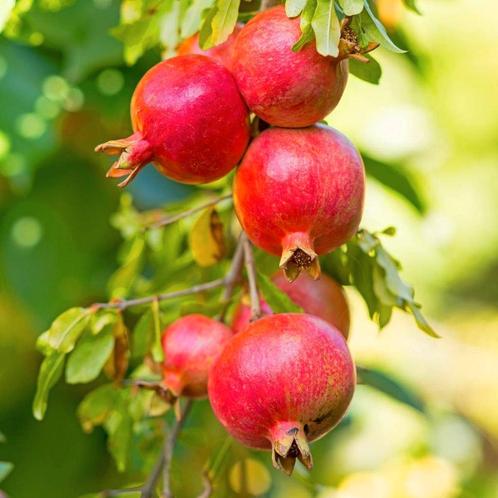 Punica granatum - Granaatappel, Tuin en Terras, Planten | Fruitbomen, Overige soorten, Minder dan 100 cm, Volle zon, Zomer, In pot