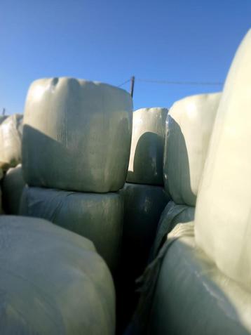 Grote ronde balen hooi  beschikbaar voor biedingen