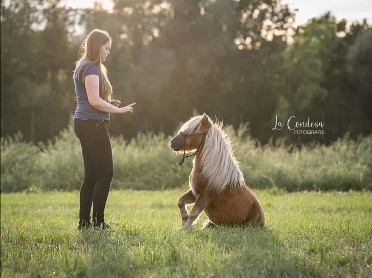 lesgever grondwerk, trailerladen, vrijheidsdressuur, Dieren en Toebehoren, Paarden