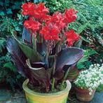 Récolte de graines Red Canna 2025, Jardin & Terrasse, Enlèvement ou Envoi, Toute l'année, Plein soleil, Graine