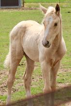 Palomino hengsten veulen, Dieren en Toebehoren, Gechipt