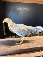 Leghorn blauwpatrijs HENNEN