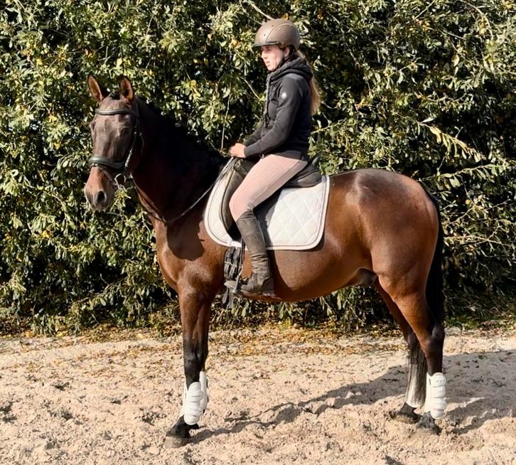 Pre ruin, Dieren en Toebehoren, Paarden, Ruin, B, 160 tot 165 cm, 11 jaar of ouder, Recreatiepaard, Met stamboom, Gechipt, Ontwormd