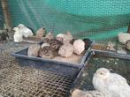 Japanse kwartels 1 maand oud - 6 euro per koppel, Kip