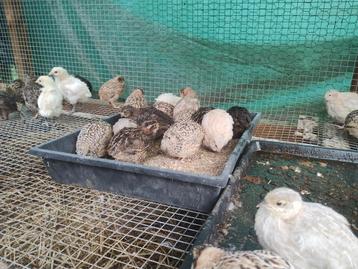 Japanse kwartels 1 maand oud - 6 euro per koppel beschikbaar voor biedingen
