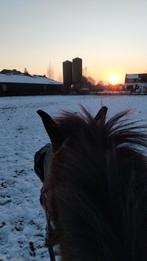 SCHETLANDER/WELSH GEZOCHT, Animaux & Accessoires, Poneys, Poney C (1.27 m à 1.37m), Poney de récréation, Plusieurs animaux, 7 à 10 ans