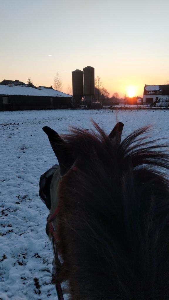 SCHETLANDER/WELSH GEZOCHT, Animaux & Accessoires, Poneys, Plusieurs animaux, Ne s'applique pas, Poney C (1.27 m à 1.37m), Poney de récréation