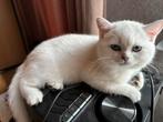 kittens Britse korthaar, Dieren en Toebehoren, Katten en Kittens | Raskatten | Korthaar, Meerdere dieren, Gechipt, 0 tot 2 jaar