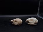 Schedel baby moerascavia (2), Verzamelen, Ophalen of Verzenden, Nieuw, Overige soorten, Schedel