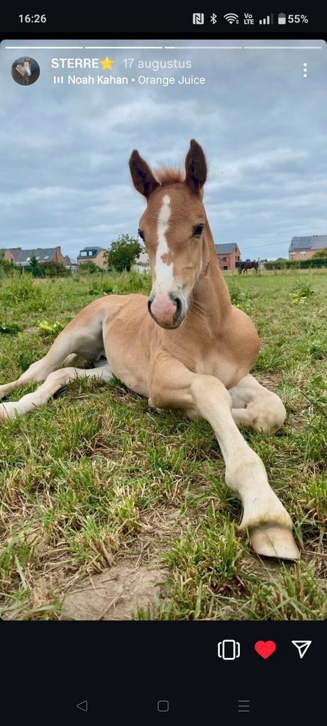 Kruising haflinger x freiberger, Dieren en Toebehoren, Paarden, Merrie
