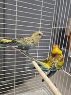 2 prachtige roodruggen vast prijs, Dieren en Toebehoren, Vogels | Parkieten en Papegaaien