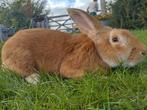 Rammelaar, Dieren en Toebehoren, Konijnen