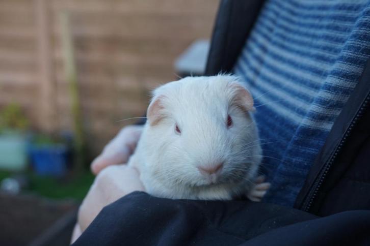Gladhaar cavia beertjes, Dieren en Toebehoren, Knaagdieren, Mannelijk, Cavia, Oktober, Tam