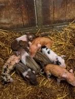 Porcs Duroc à vendre., Animaux & Accessoires, Moutons, Chèvres & Cochons