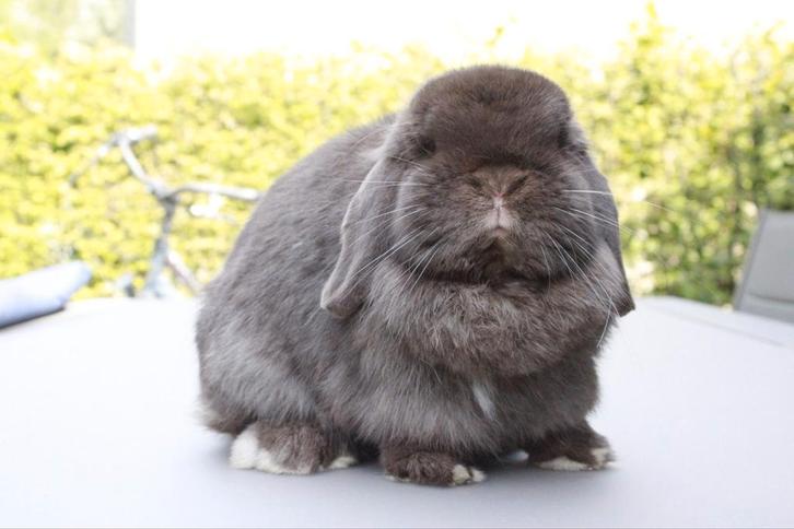 Minilop voedster knuffelhuisje, Animaux & Accessoires, Lapins, Nain, Femelle, 0 à 2 ans, Oreilles tombantes