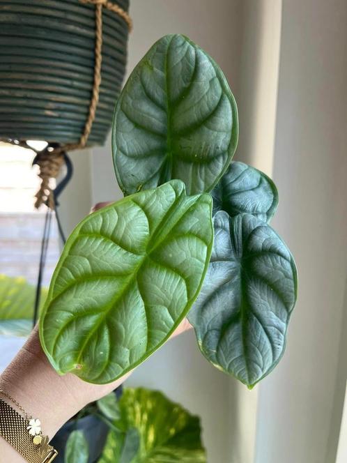 Alocasia Silver Dragon, Maison & Meubles, Plantes d'intérieur, Enlèvement ou Envoi