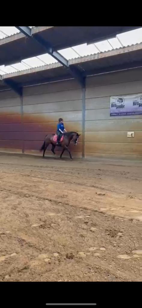 Leuke merrie met potentie, Dieren en Toebehoren, Paarden, Merrie