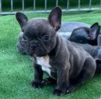 Franse Bulldog pups in huis opgevoed, Dieren en Toebehoren, België, Reu, CDV (hondenziekte), 8 tot 15 weken