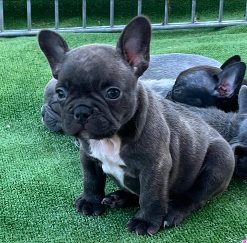 Franse Bulldog pups in huis opgevoed, Dieren en Toebehoren, Honden | Bulldogs, Pinschers en Molossers, Reu, Bulldog, Fokker | Professioneel