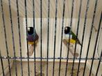 Koppel gouldamadines goulds te koop