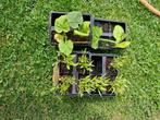 Tomaten pompoen broccoli plantjes, Tuin en Terras, Planten | Tuinplanten, Ophalen, Volle zon, Groenteplanten, Eenjarig