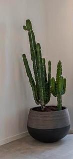 Cactus met pot, Huis en Inrichting, Binnen, Gebruikt, Ophalen