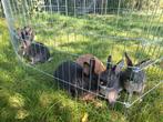 Handtamme dwergkonijntjes, Dieren en Toebehoren, Konijnen
