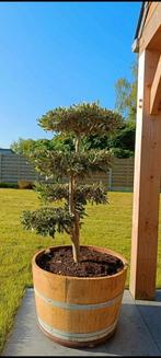 Olijfbomen koopjes, Tuin en Terras, Planten | Tuinplanten, Ophalen of Verzenden