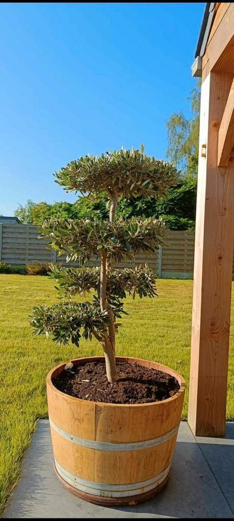 Olijfbomen koopjes, Tuin en Terras, Planten | Tuinplanten, Ophalen of Verzenden