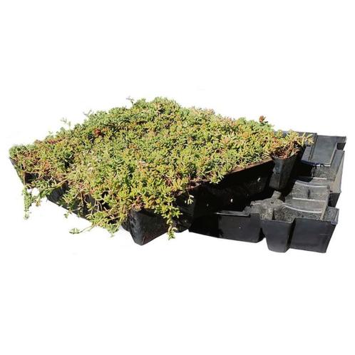 Sedumtray ECO, Jardin & Terrasse, Plantes | Jardin, Plante fixe, Couvre-sol, Plein soleil, Été, Enlèvement ou Envoi