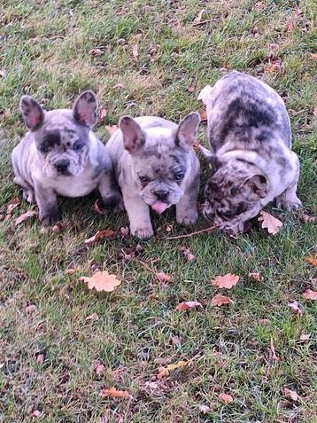 Franse bulldog puppy's  beschikbaar voor biedingen