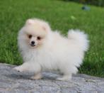 Pomeriaan/Dwergkees pups, Dieren en Toebehoren, België, Keeshond, CDV (hondenziekte), 8 tot 15 weken
