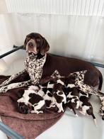 Duitse staande korthaar pups SRSH stamboom, Dieren en Toebehoren, Duitse Staande hond, België, Fokker | Hobbymatig, CDV (hondenziekte)