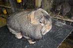 franse hangoor, Dieren en Toebehoren, Meerdere dieren, Groot, Hangoor, 0 tot 2 jaar