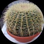 Cactus schoonmoedersstoel, Tuin en Terras, Ophalen