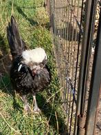 Padua/Hollandse kuifhoen haan, Dieren en Toebehoren