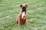 Boxer pups te koop