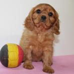 Schattige Cavalier King Charles pups te koop (Belgisch), België, CDV (hondenziekte), 8 tot 15 weken, Meerdere